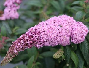 Buddleia x Proven Winners® Color Choice® Pugster Pink®