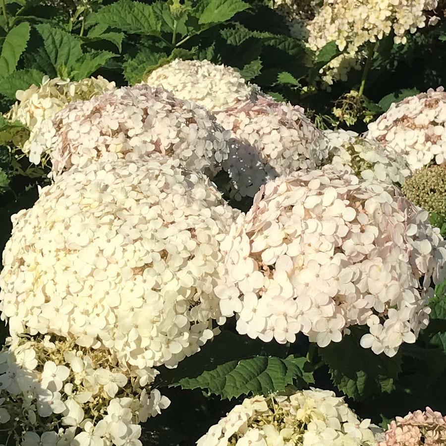 Hydrangea arborescens Invincibelle Wee White®