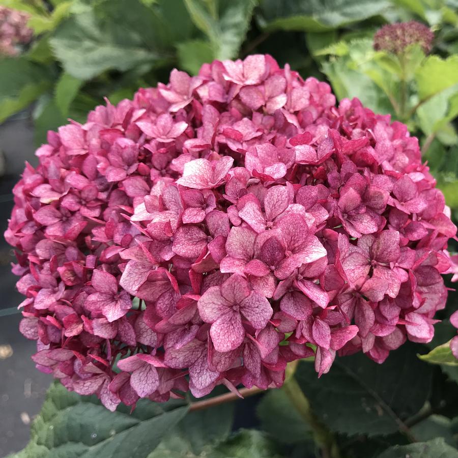 Hydrangea arborescens Invincibelle Mini Mauvette®