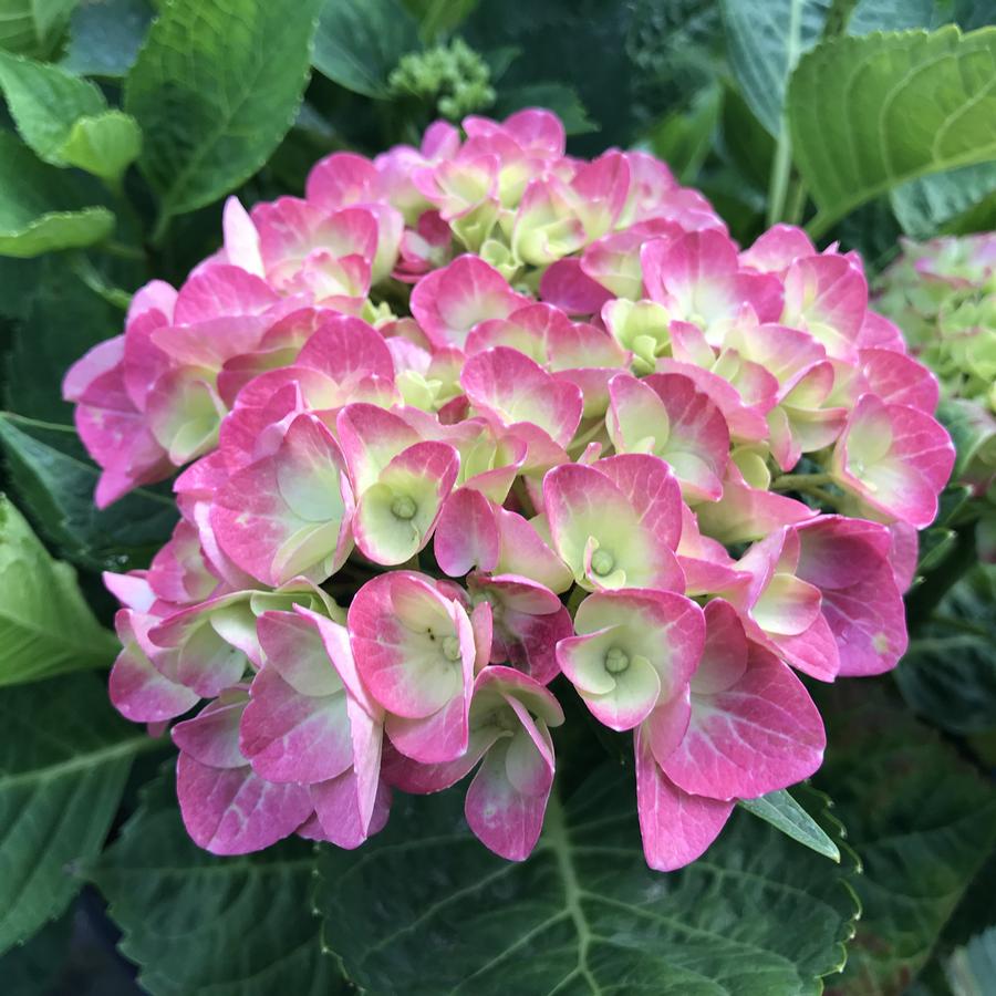 Hydrangea macrophylla Tilt-A-Swirl®