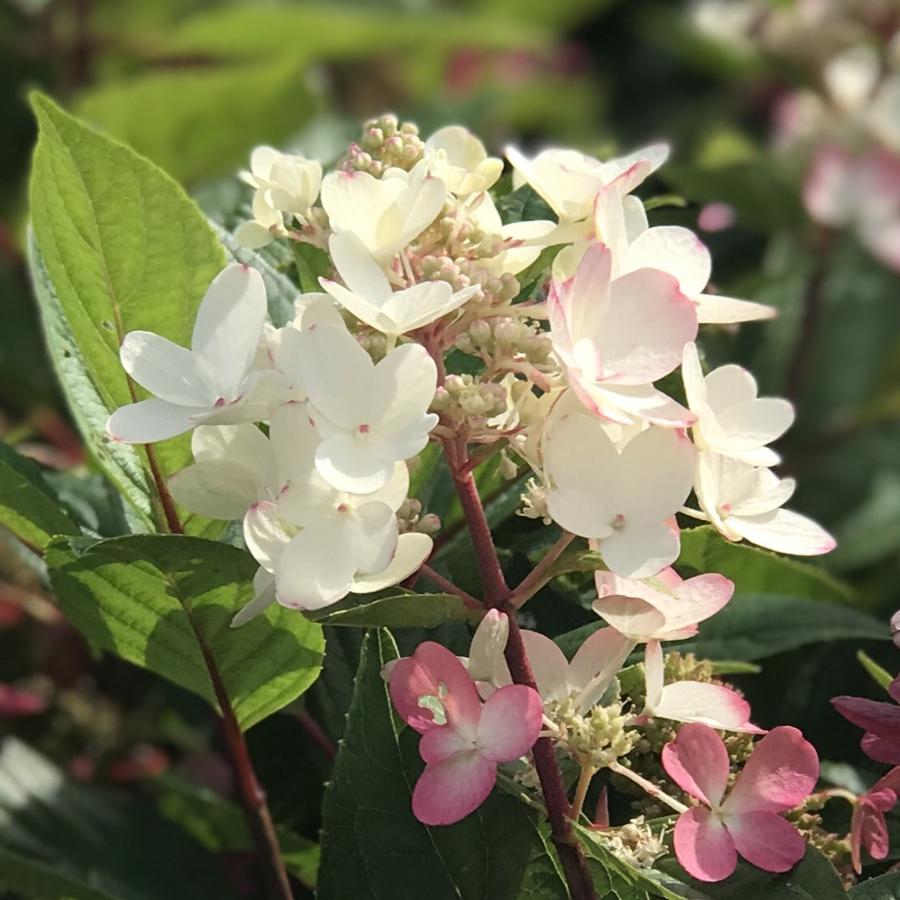 Hydrangea paniculata Flare™