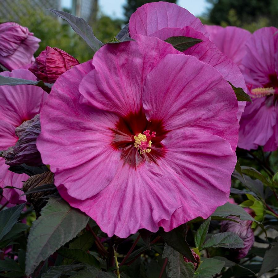 Hibiscus Summerific&reg; 'Berry Awesome'