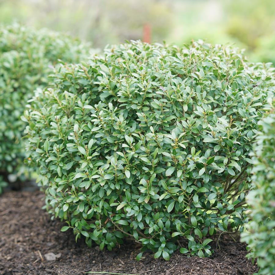 Ilex glabra Strongbox®