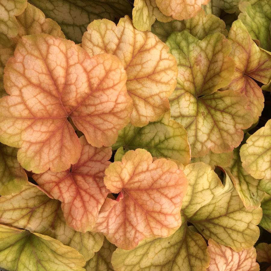 Heuchera Champagne