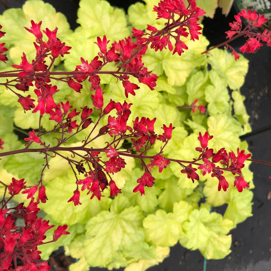 Heuchera Dolce® 'Appletini'