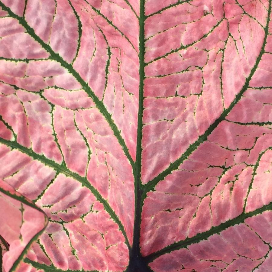 Caladium Spring Fling 