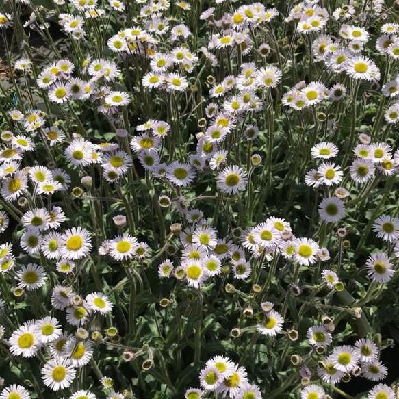 Erigeron pulchellus var. pulchellus 'Lynnhaven Carpet'