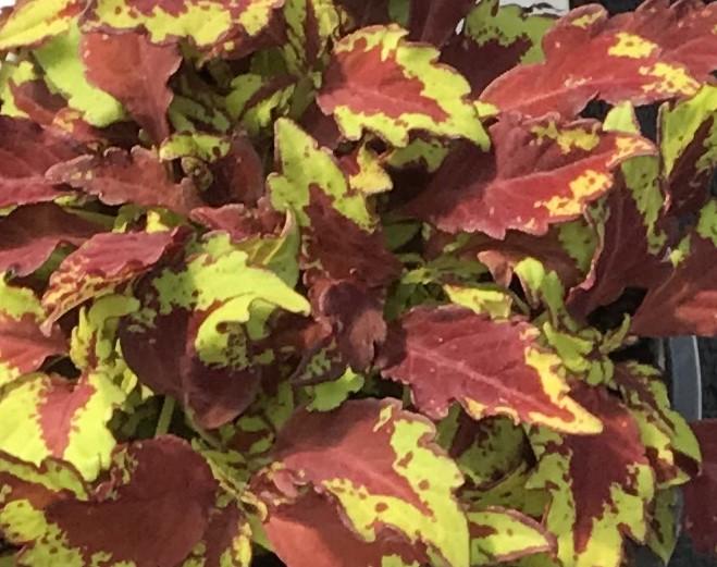 Coleus ColorBlaze® Apple Brandy