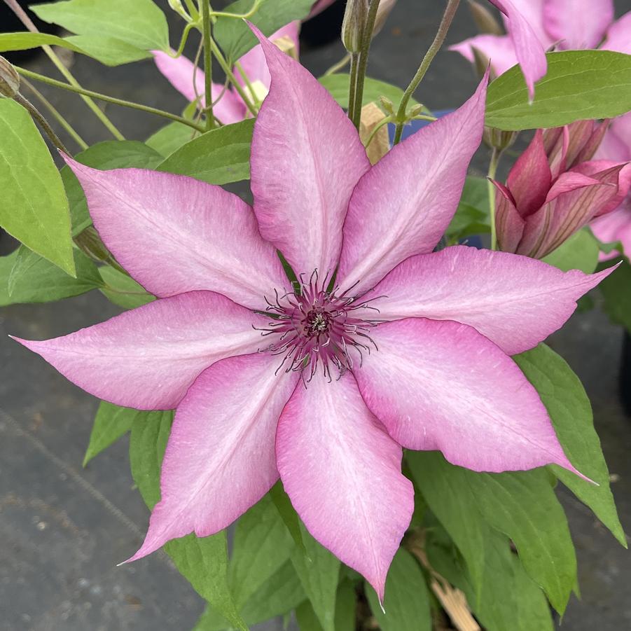 Clematis Giselle