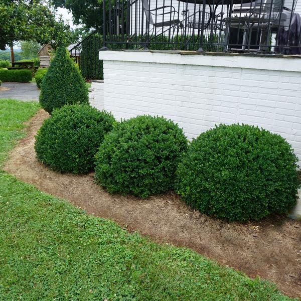 Buxus sempervirens 'Buddy'