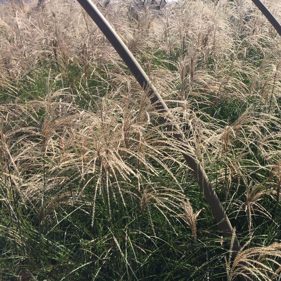 Miscanthus sinensis 'Scout'