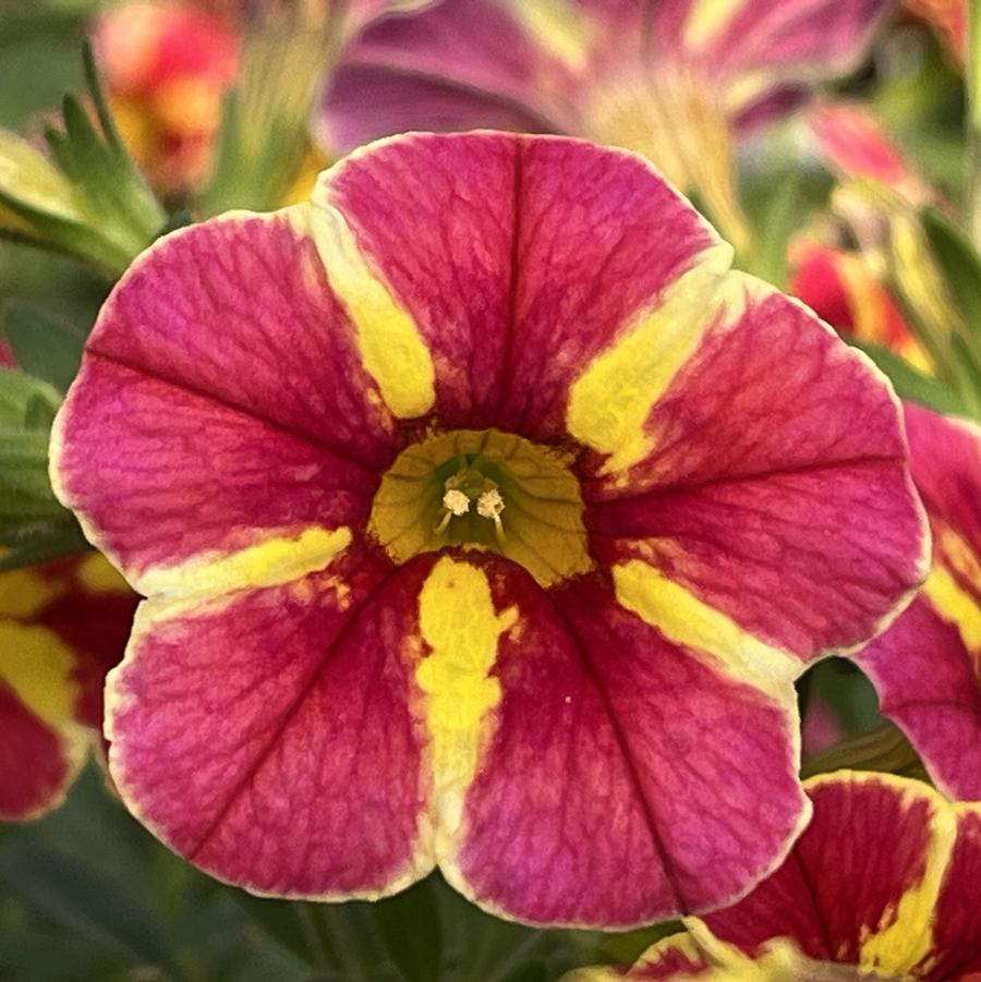 Calibrachoa hybrid Superbells® Cardinal Star™