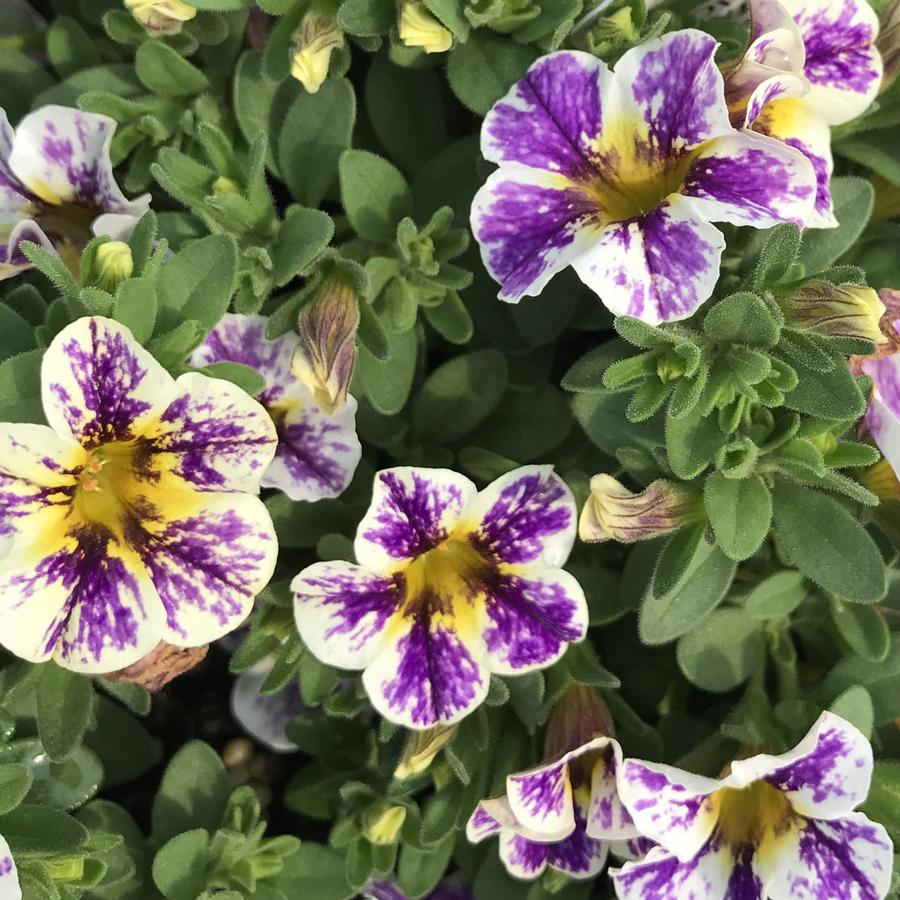 Calibrachoa hybrid Superbells® Holy Smokes!&trade;