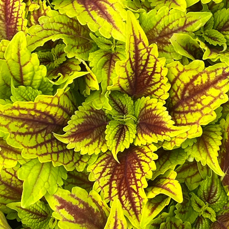 Coleus ColorBlaze® Golden Dreams™