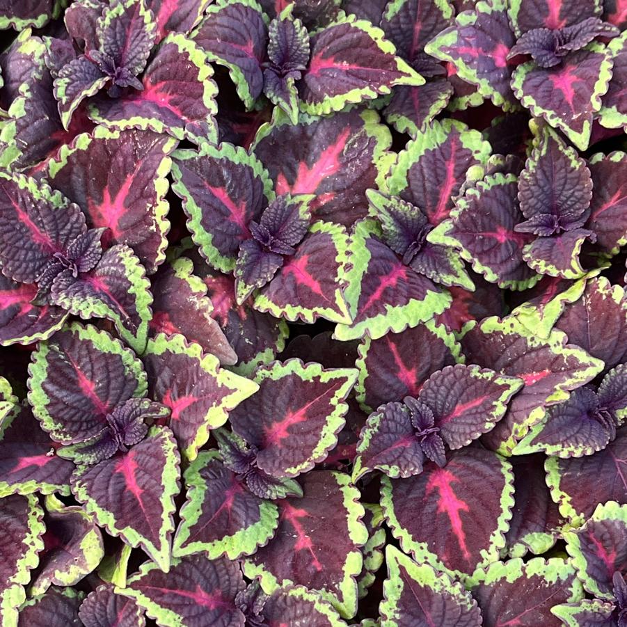 Coleus ColorBlaze® Torchlight™