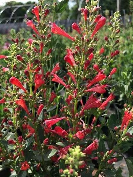 Agastache Kudos 'Kudos Red'