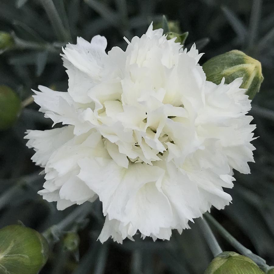 Dianthus Scent First® Memories