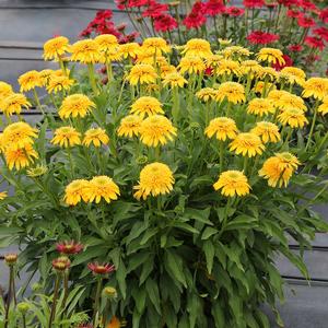 Echinachea hybrid CARA MIA™ Yellow