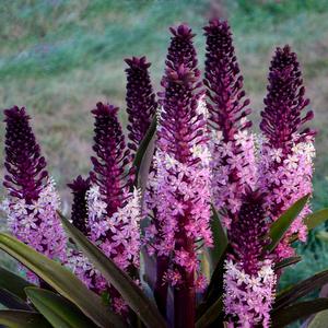 Eucomis 'Safari Adventure'