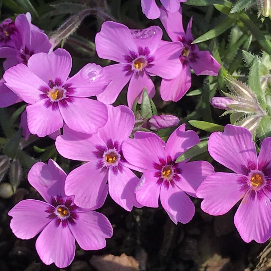 Phlox subulata 'Eye Shadow'