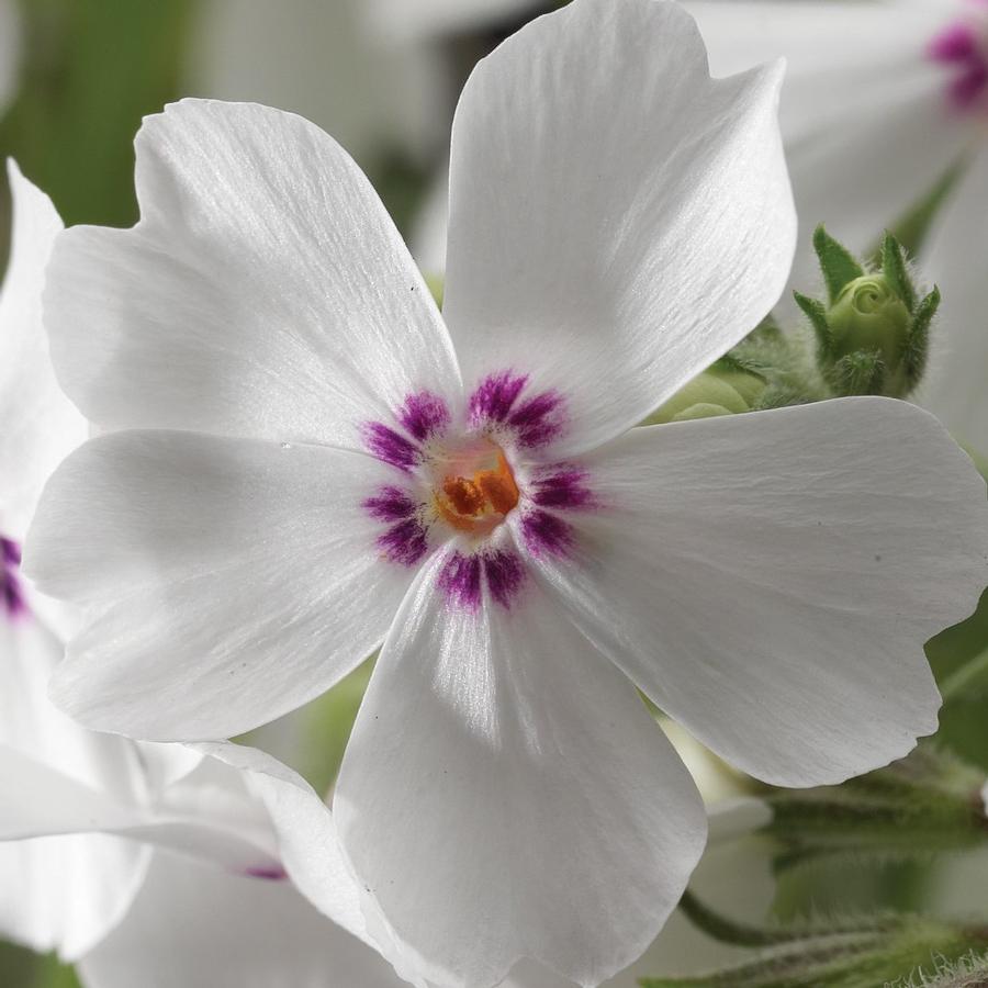 Phlox subulata 'Amazing Grace'