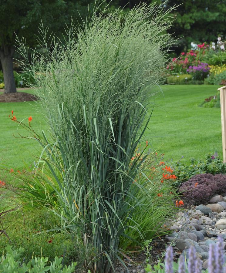 Panicum virgatum Prairie Winds® 'Totem Pole'