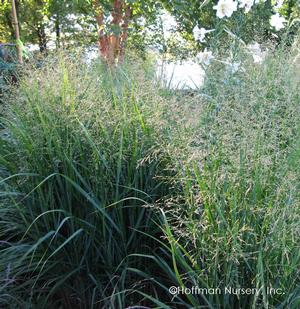Panicum virgatum 'Summer Sunrise'