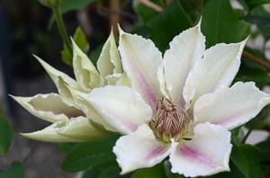 Clematis Corinne™