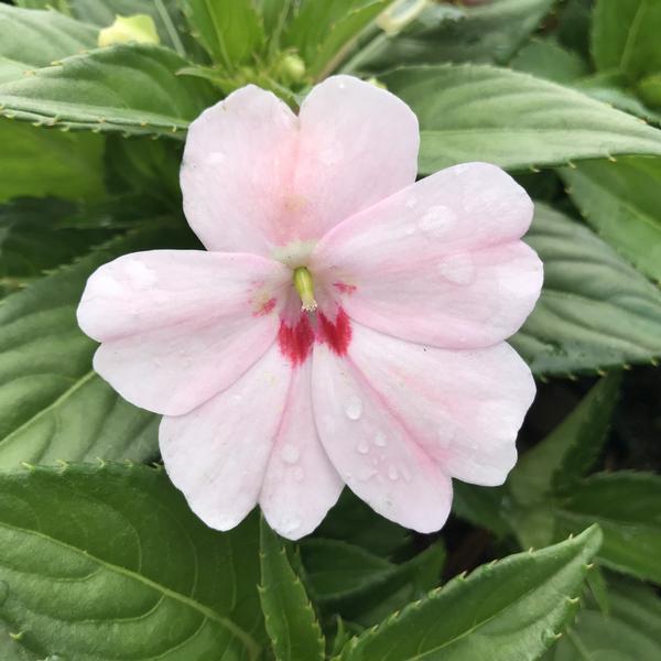 Impatiens SunPatiens® Vigorous Pink Kiss