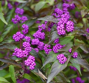 Callicarpa dichotoma 'Early Amethyst'