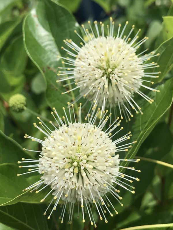 Cephalanthus occidentalis Magical® 'Moonlight'