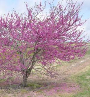 Cercis canadensis ‘Pink Pom Poms' Redbud Tree