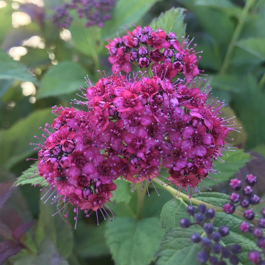 Spiraea x Double Play Doozie®