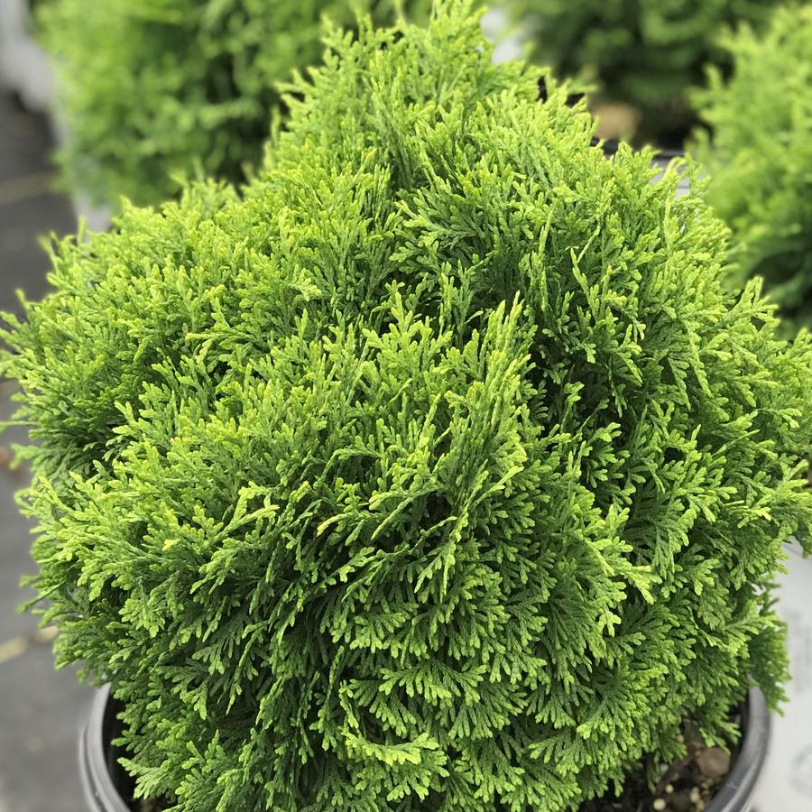 Thuja occidentalis Tater Tot®