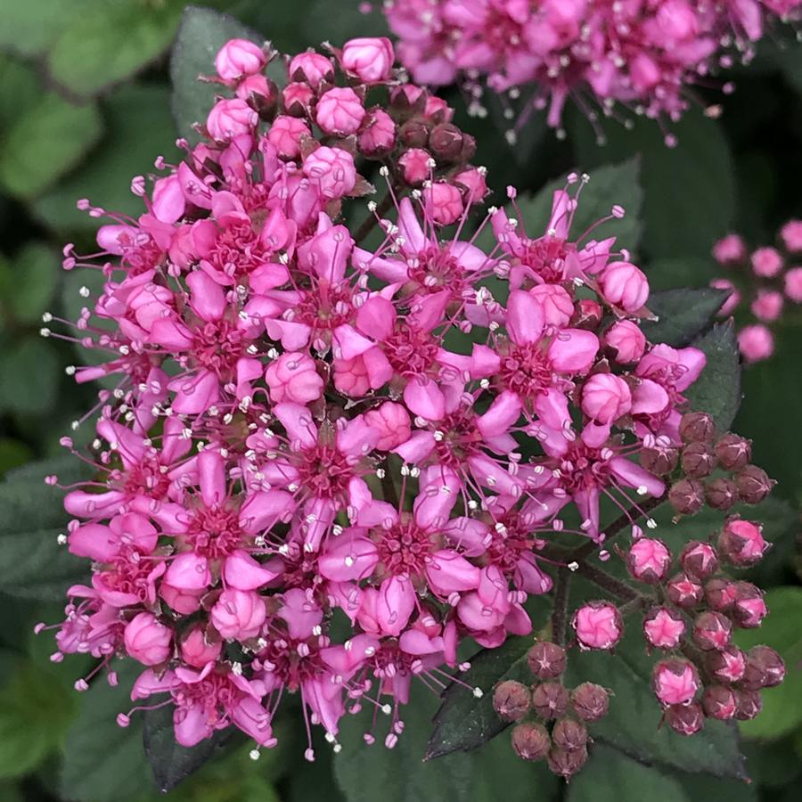 Spiraea japonica Poprocks® Petite