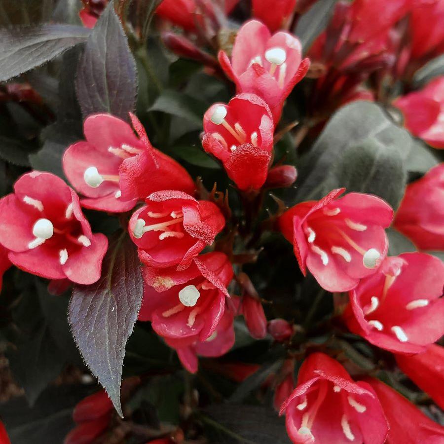 Weigela x Electric Love&reg;