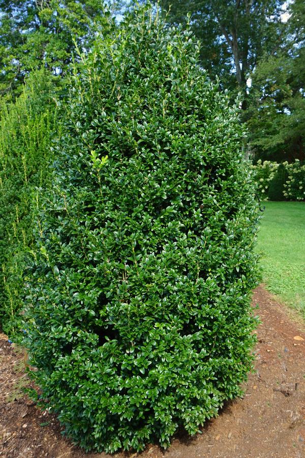 Buxus sempervirens 'Piney Mountain'