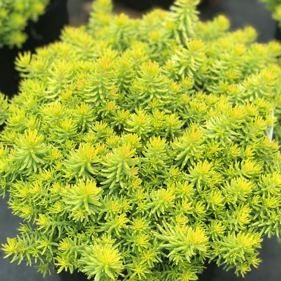 Sedum SunSparkler® 'Angelina's Teacup'