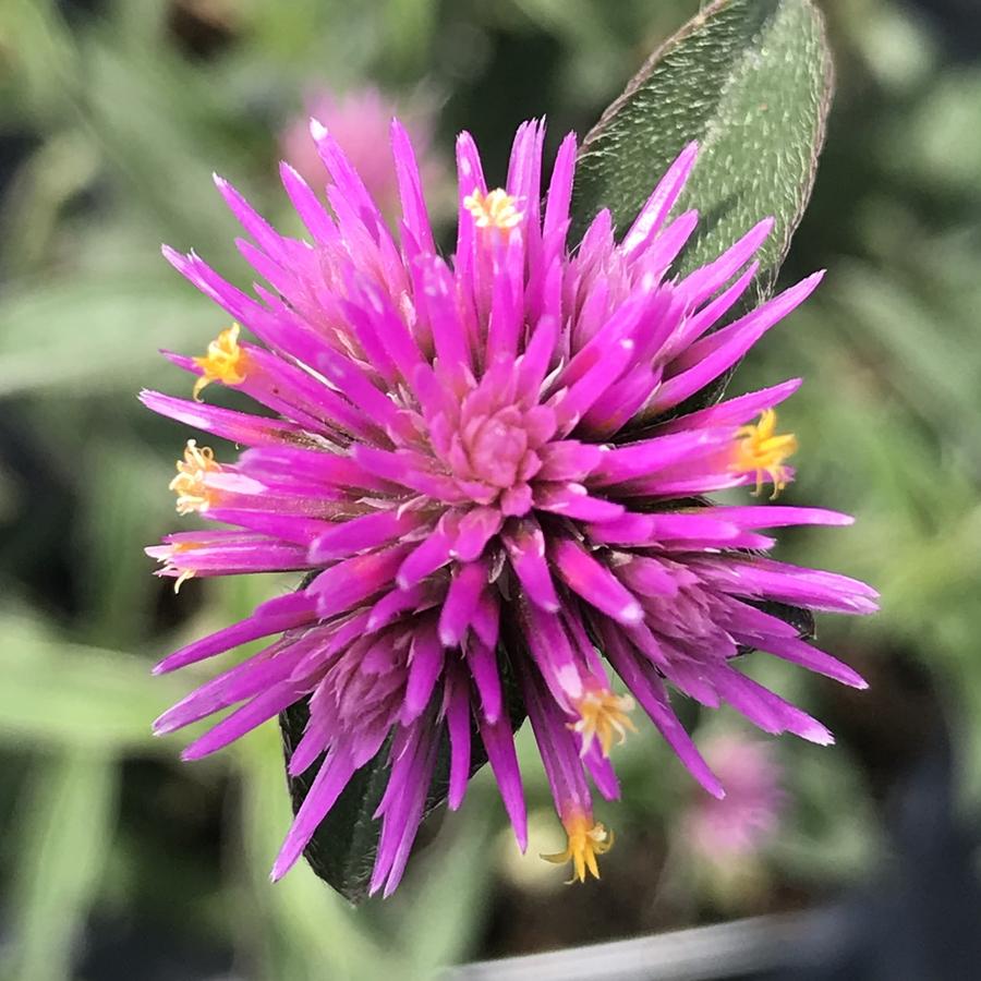 Gomphrena pulchella Trufful™ Pink