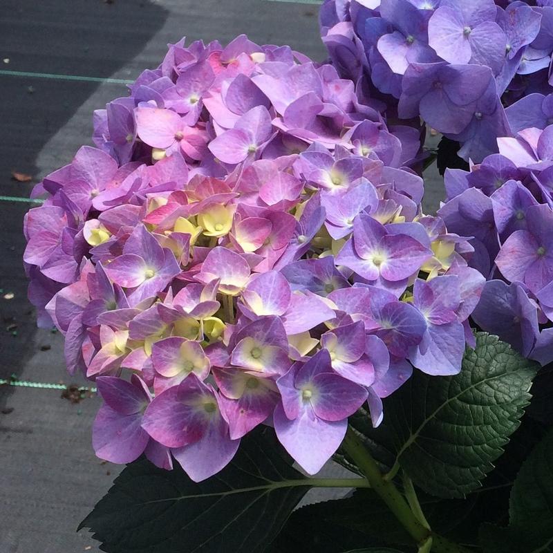 Hydrangea macrophylla Let's Dance® Blue Jangles®