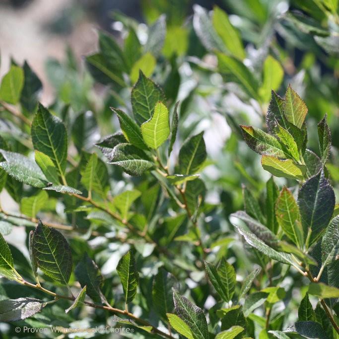 Ilex verticillata Little Goblin&reg Guy