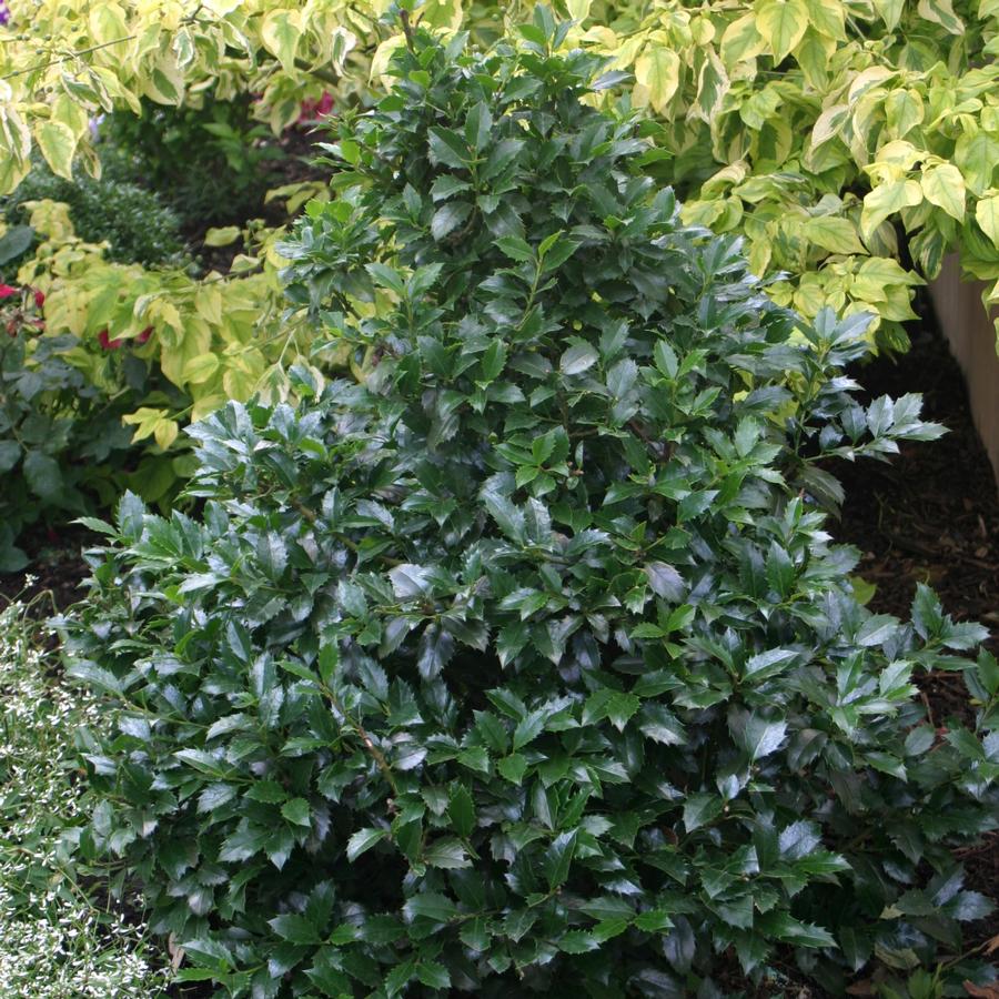 Ilex x meserveae Castle Spire®