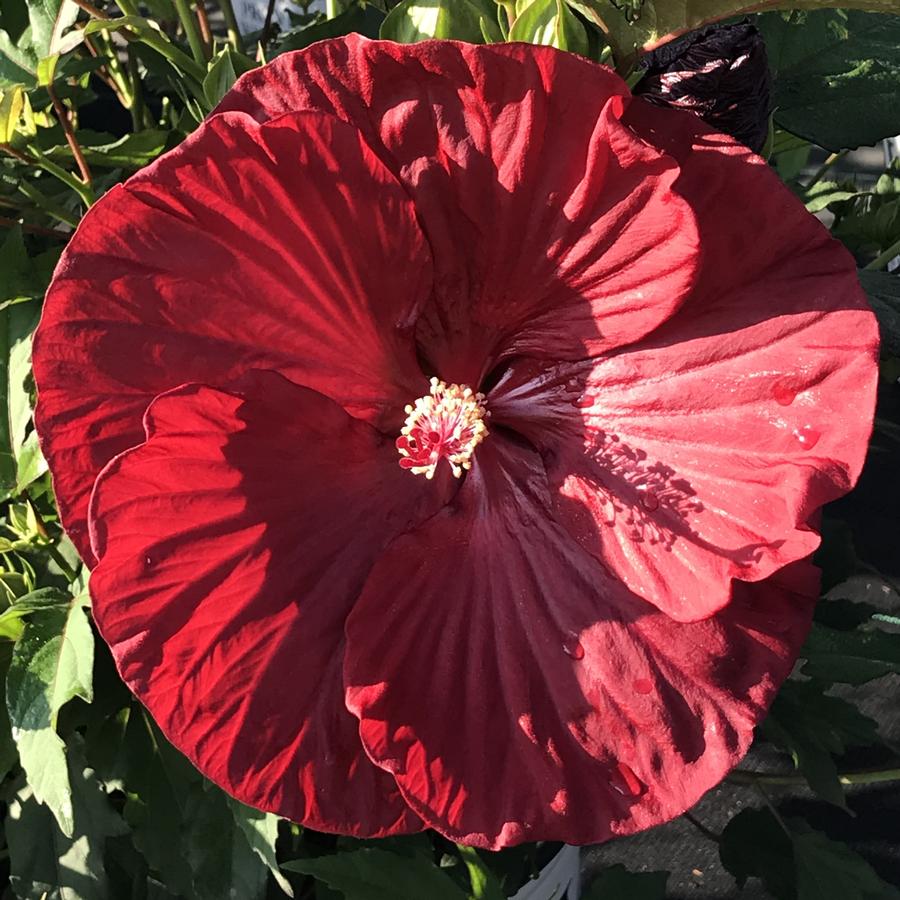 Hibiscus x Cranberry Crush Summerific® Cranberry Crush Hibiscus from