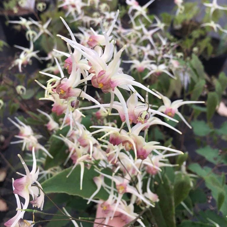 Epimedium x Domino