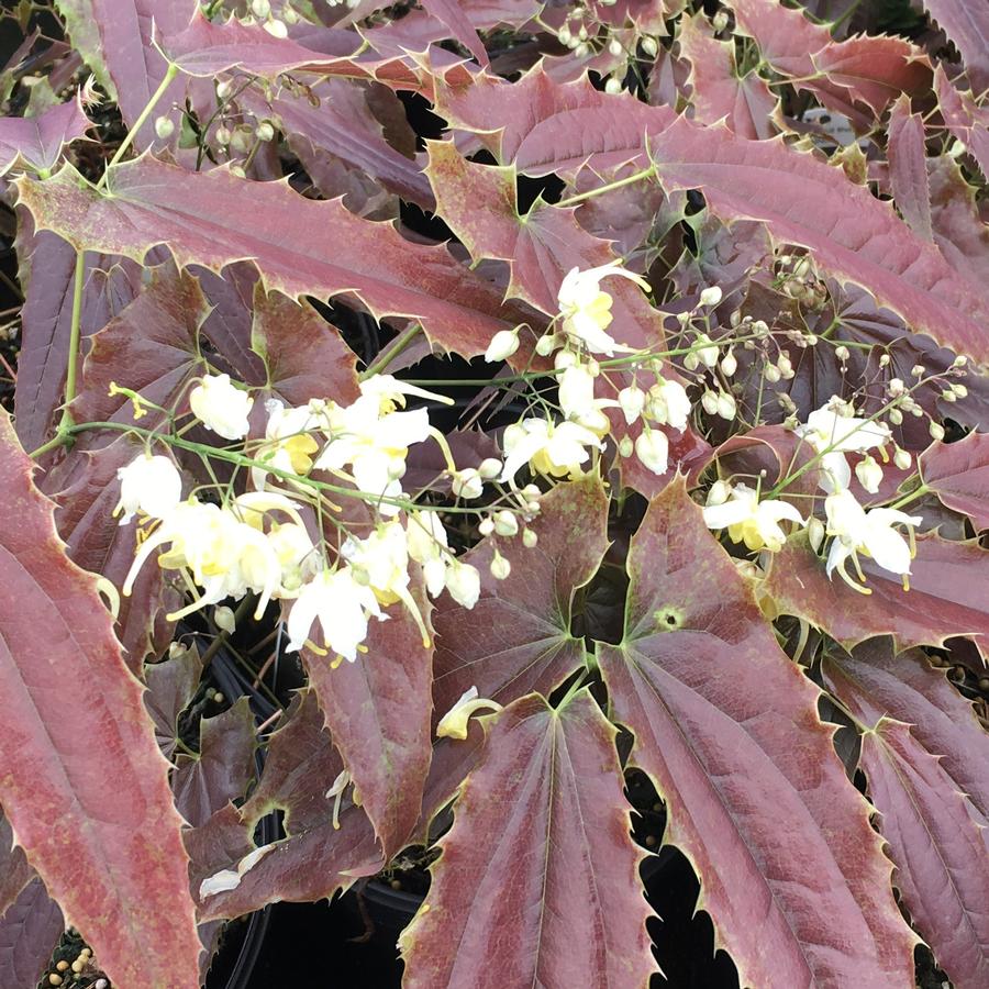 Epimedium wushanese Sandy Claws