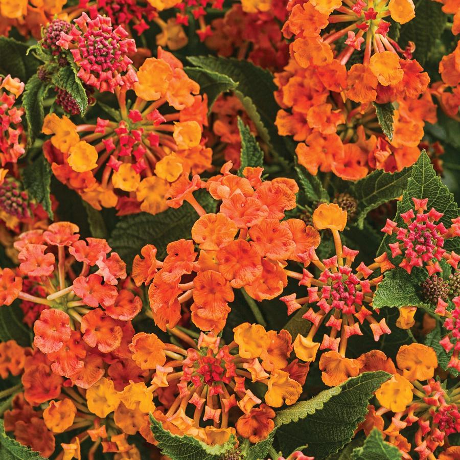 Lantana camara Luscious® Marmalade