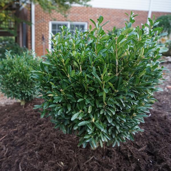 Buxus harlandii from Saunders Brothers Inc