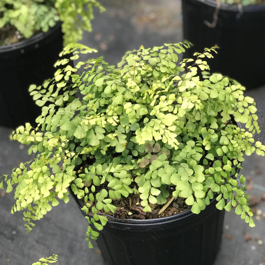 Adiantum venustum 