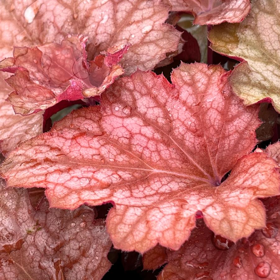 Heuchera 'Carnival Watermelon'
