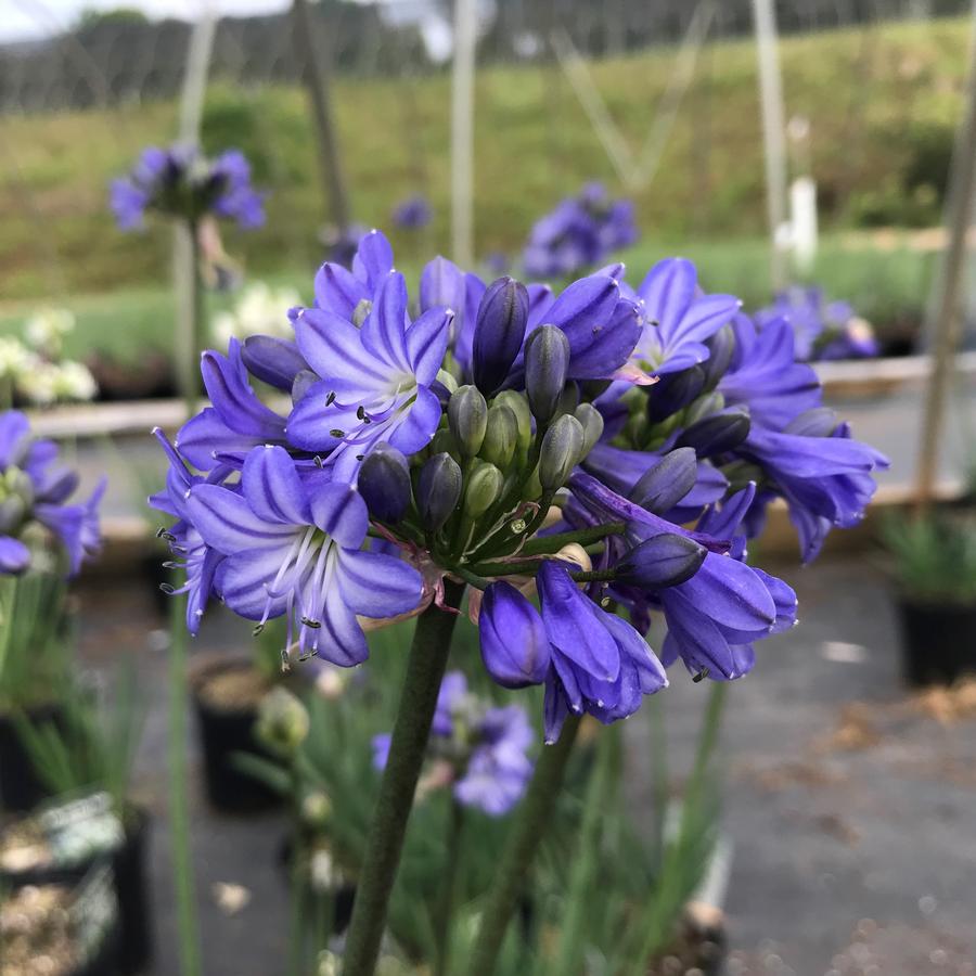 Agapanthus 'Galaxy Blue'
